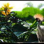 Bird with a funny hair