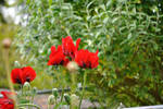 Giant Poppys by MicheleHansen