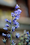 Blue Bell Hyacinth by MicheleHansen