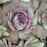 Hen and Chicks: Stock