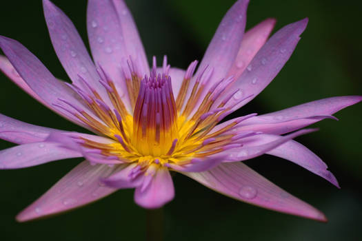 water Lilly