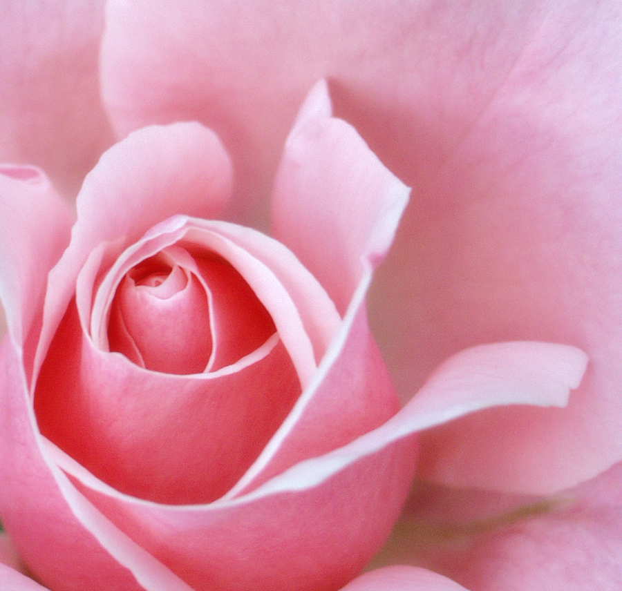 Pretty Pink Rose