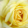 Yellow Living Rose