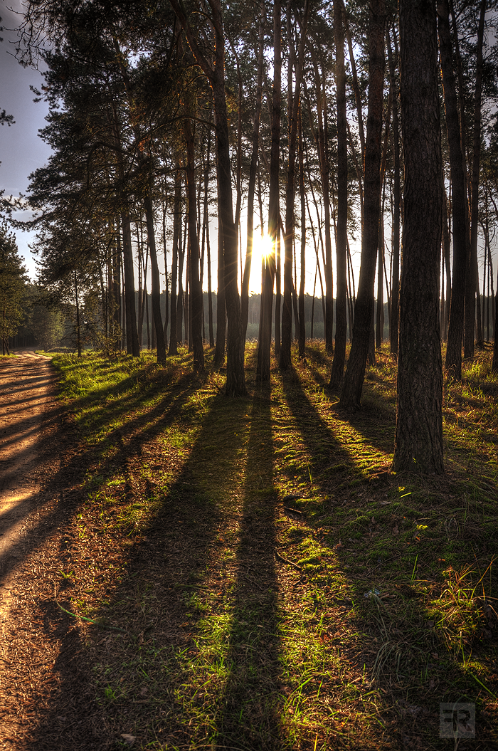 Good Morning Forest II