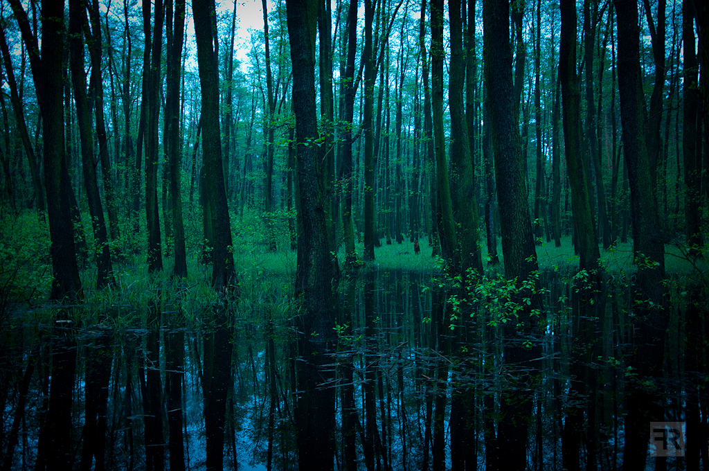 Evening Forest 2