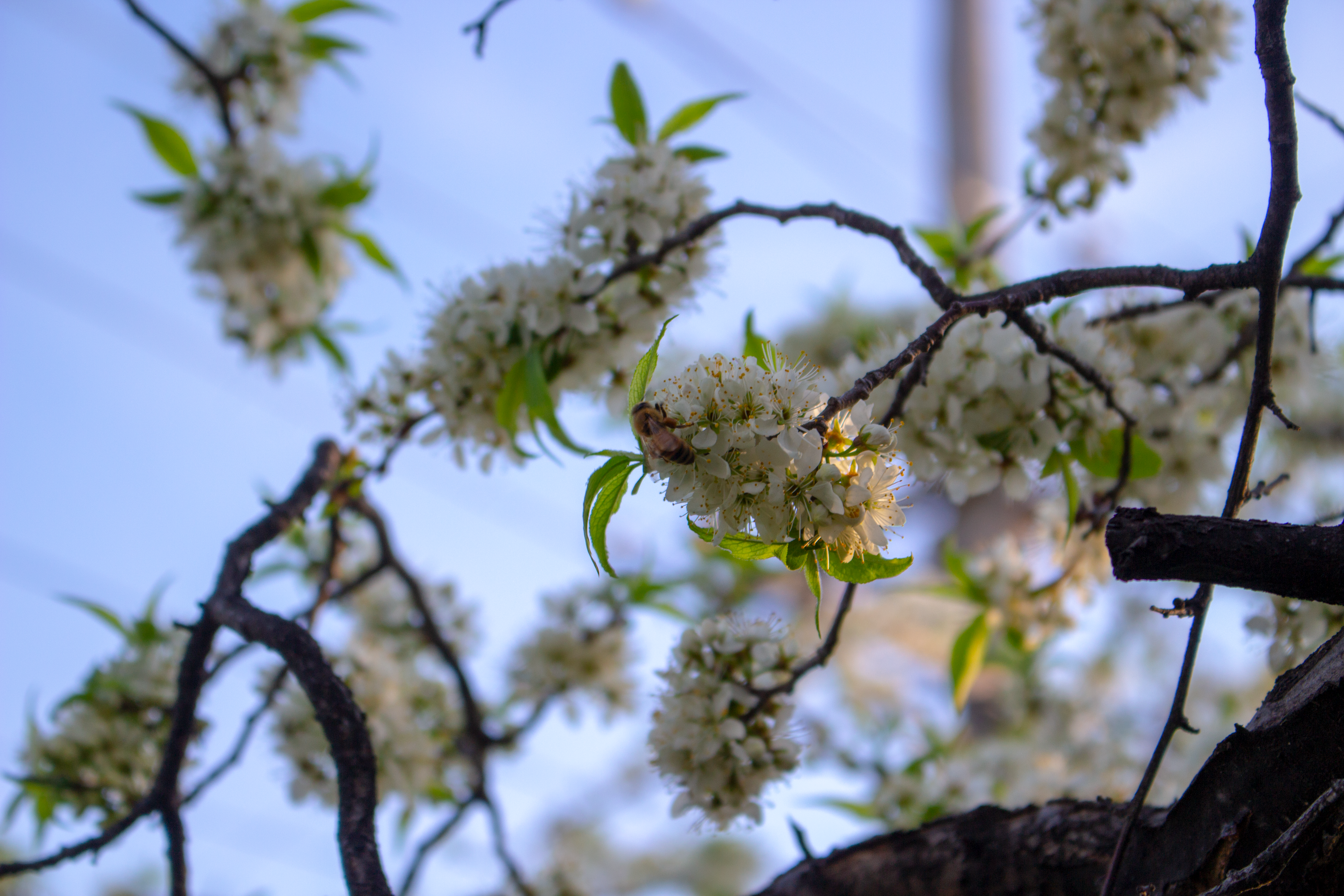 Bee on plum blossoms