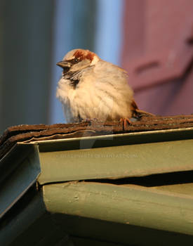 Fluffy Sparrow