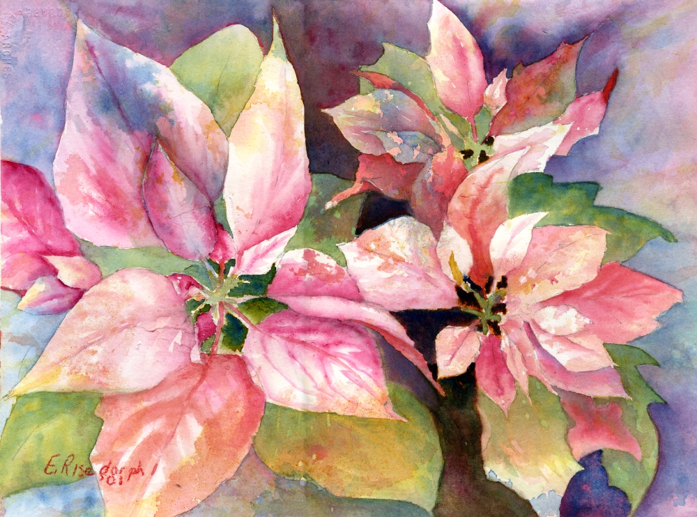 Pink Poinsettias