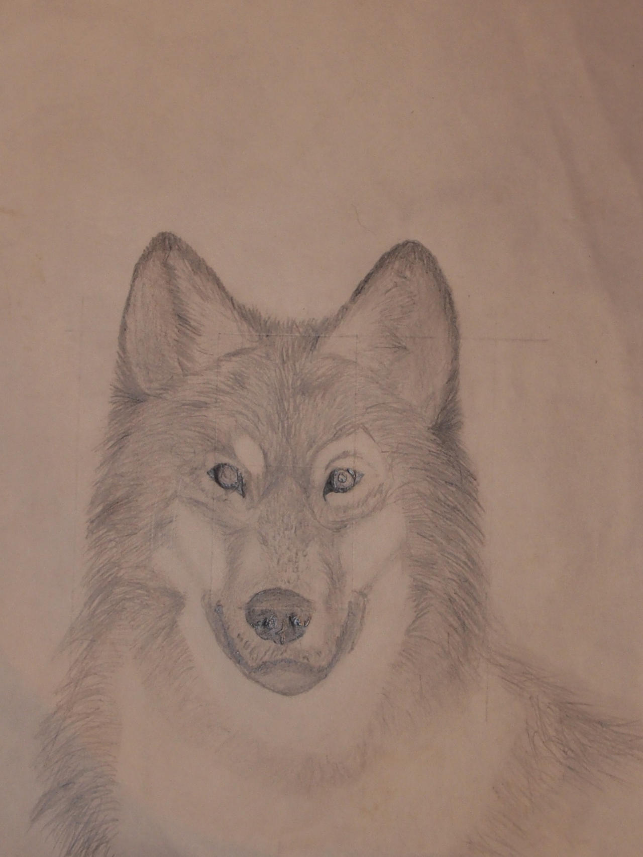 Wolf