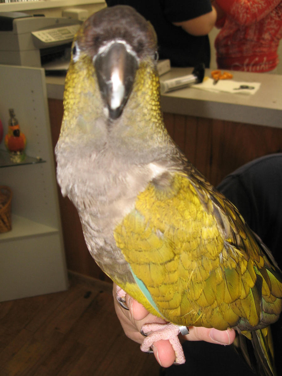 Patagonian Conure