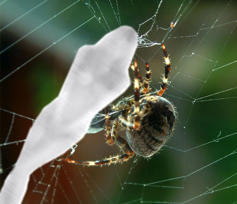 Webbed Girl by Veeshan123 on DeviantArt