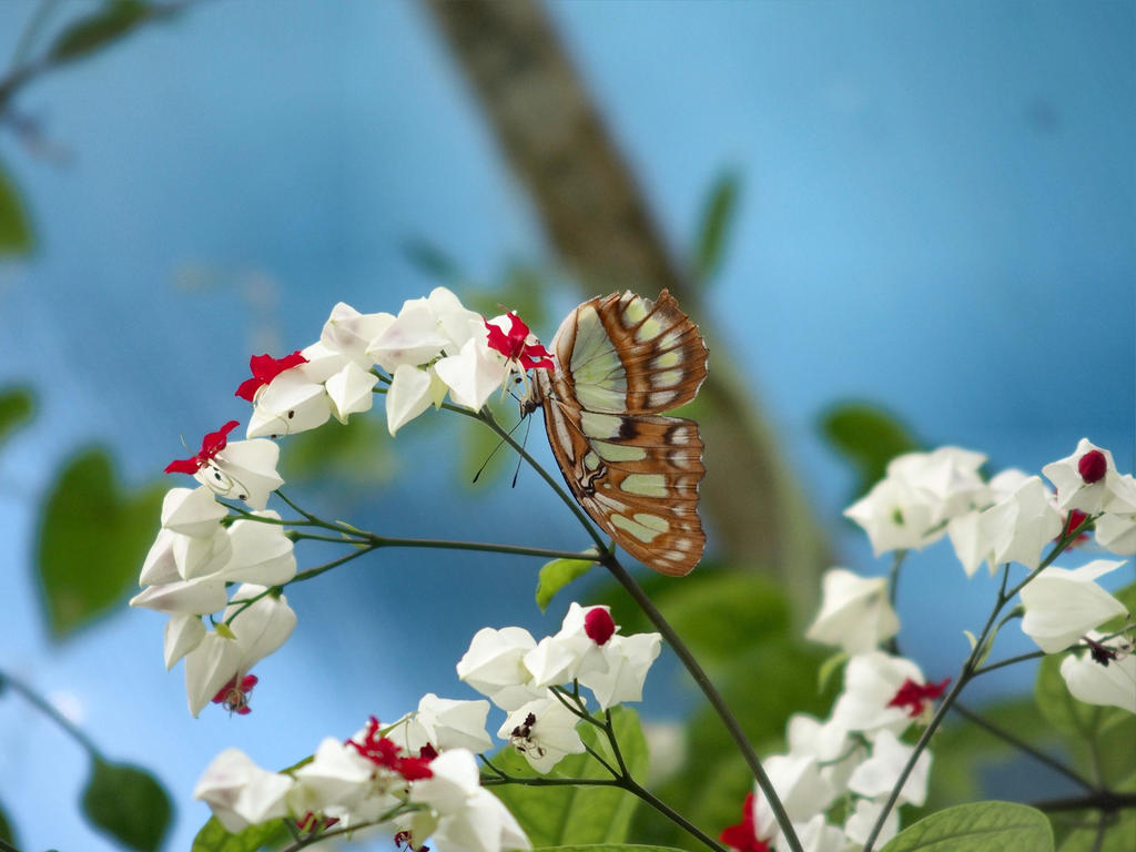 Butterfly acrobatic...