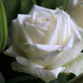 White Rose-7