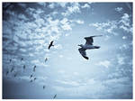 birds in sea by rami777