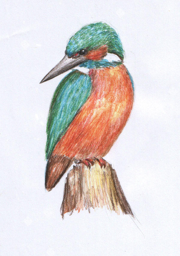 Kingfisher