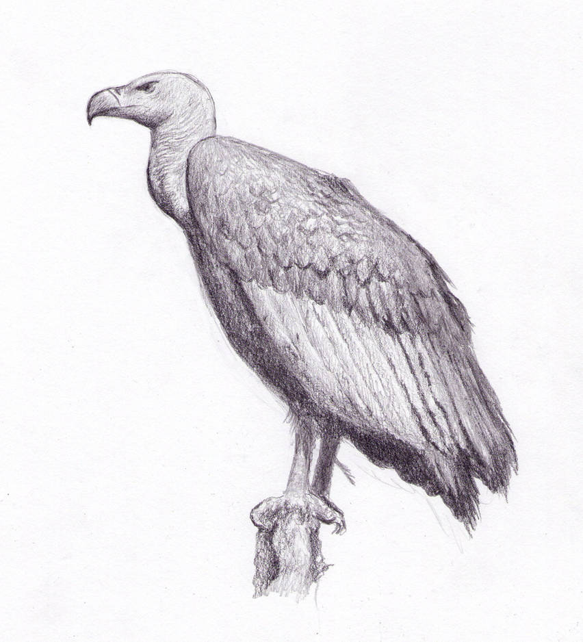 Vulture by dashinvaine on DeviantArt