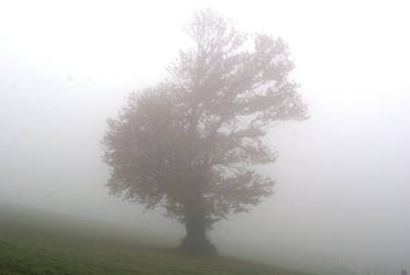 Alone in the fog