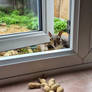 Morning visitor with video