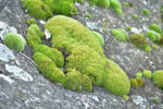 Close-Up Moss
