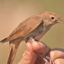 Little Brown Bird