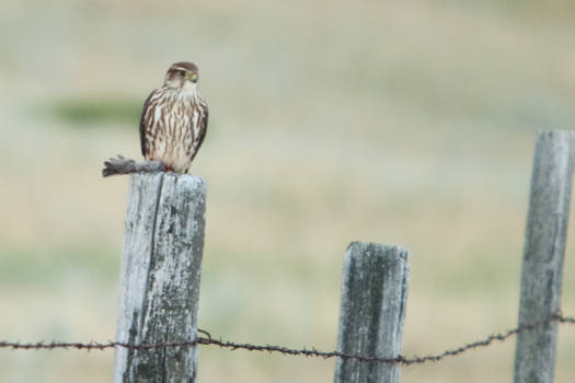 Merlin Falcon