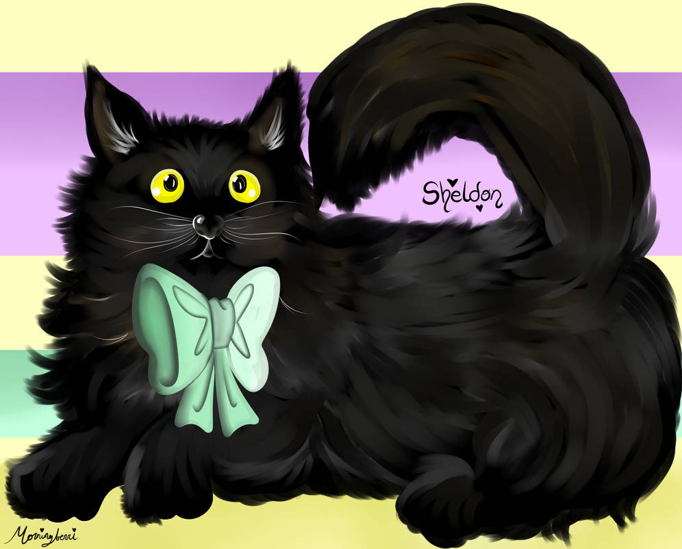 Sheldon The Rabbit Sheldon the Cat by Morning-Strawberry on DeviantArt