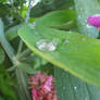 Sweet Pea After Rain