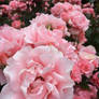 Pink Oregon Roses