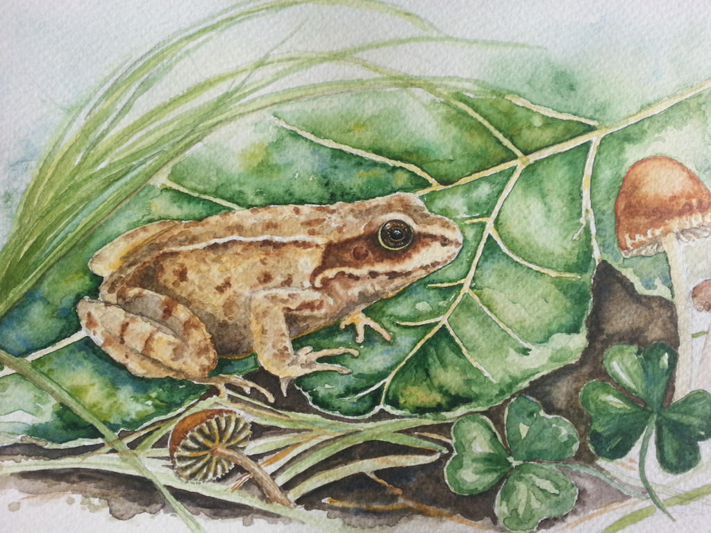 The Frog by AnnaVoytsekhovich