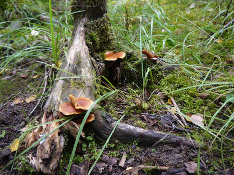 More Stump Mushrooms