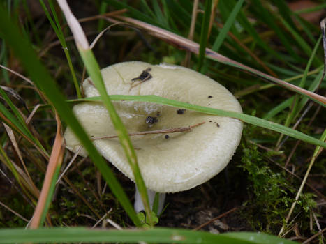 Hidden Mushroom