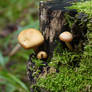 Even more Mushrooms on Stumps
