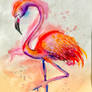 Flamingo_1