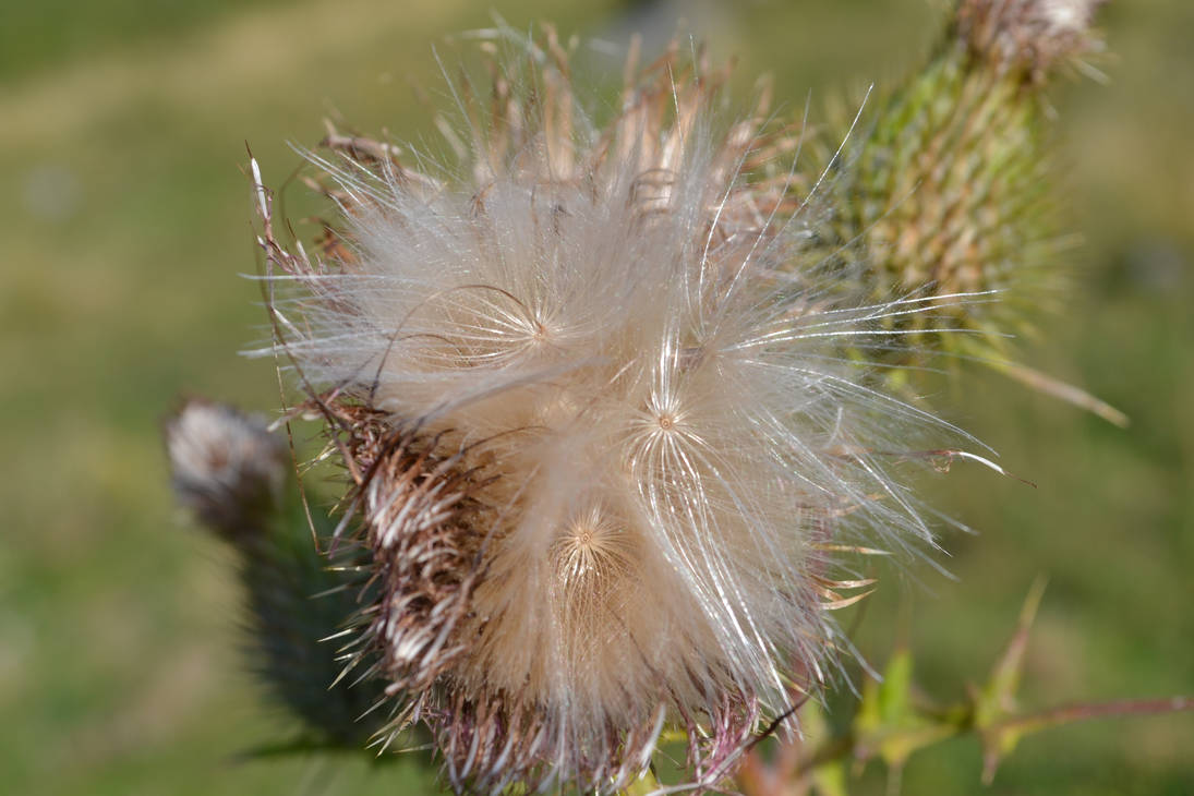 Distel 1 by artifyworld on DeviantArt