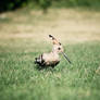 Hoopoe Bird