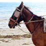 Horse on Beach