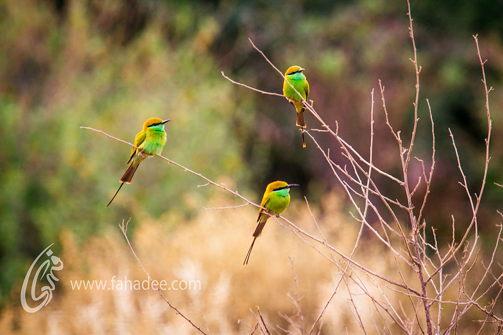 Green Bee Eaters