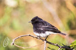 The Pied Bush Chat by fahadee