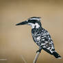 Pied Kingfisher