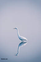 Great egret