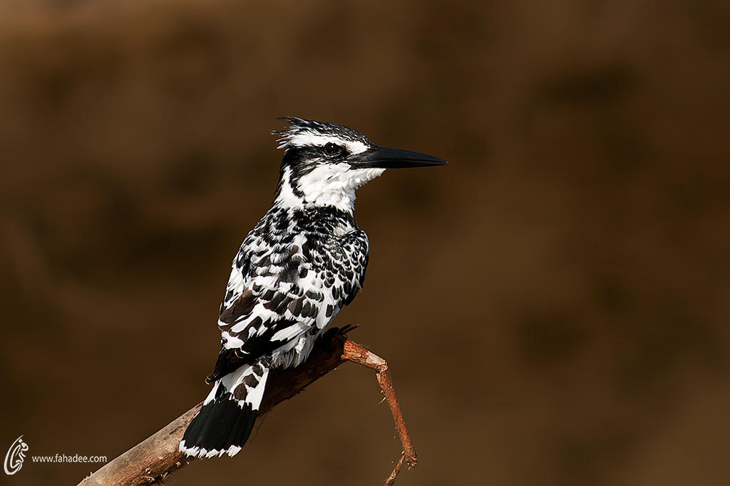 Pied kingfisher by fahadee