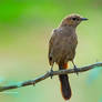 Indian Robin Juvenile