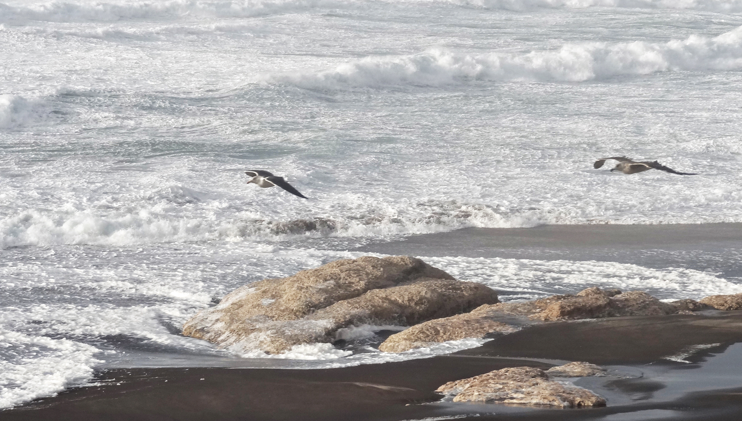 Seagulls