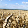 Dorset wheat