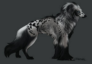 Silky Beardog #20 by markedwolf Silky Beardog #20 by markedwolf