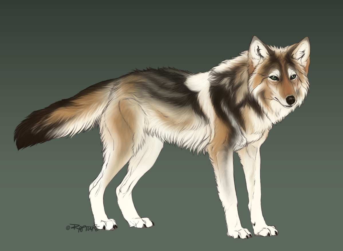 Coywolf