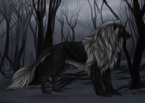 Barbary Silky Beardog For Sale by markedwolf Barbary Silky Beardog For Sale by markedwolf