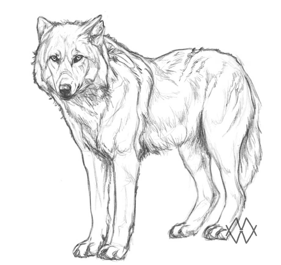 Liby by markedwolf