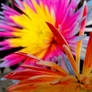 burst with energy