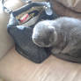 Cats loves handbags